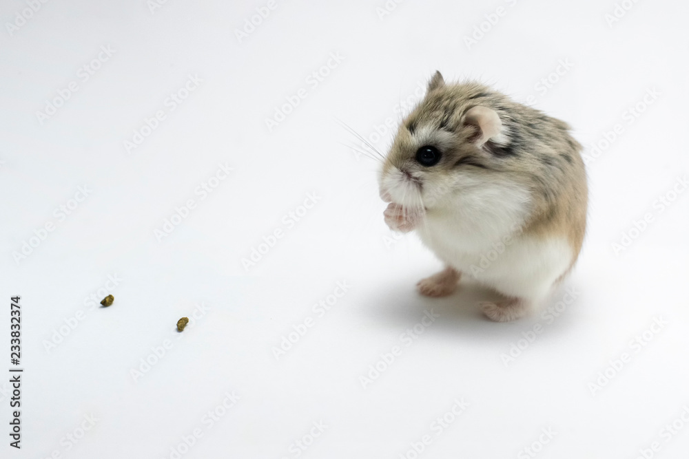 Roborovski hamster praying, isolated on white background, hands folded, foods in front of the hamster.