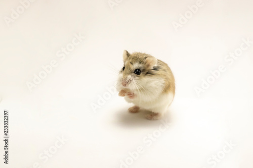 Roborovski hamster isolated on white background, hands touching.