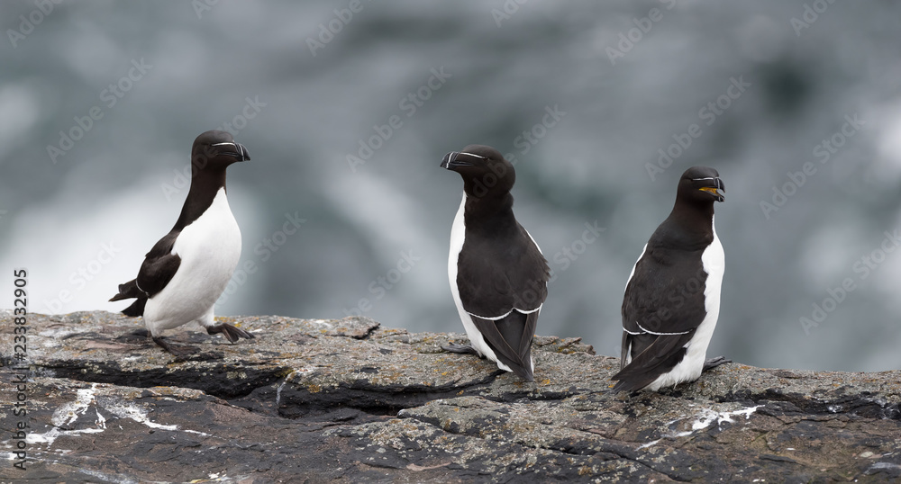 Naklejka premium Razorbill on a cliff edge