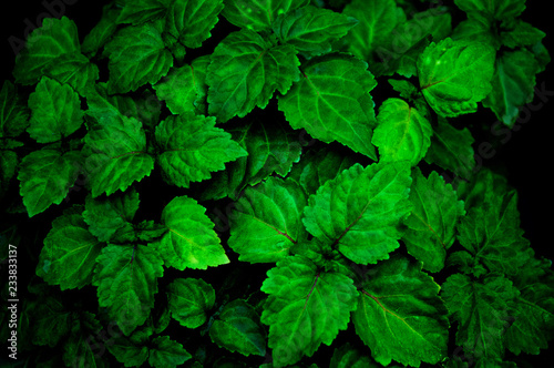 A lush healthy green patchouli plant is wet from being rained on making colors more intense. Scent is used for perfume, aromatherapy, and essential oils.