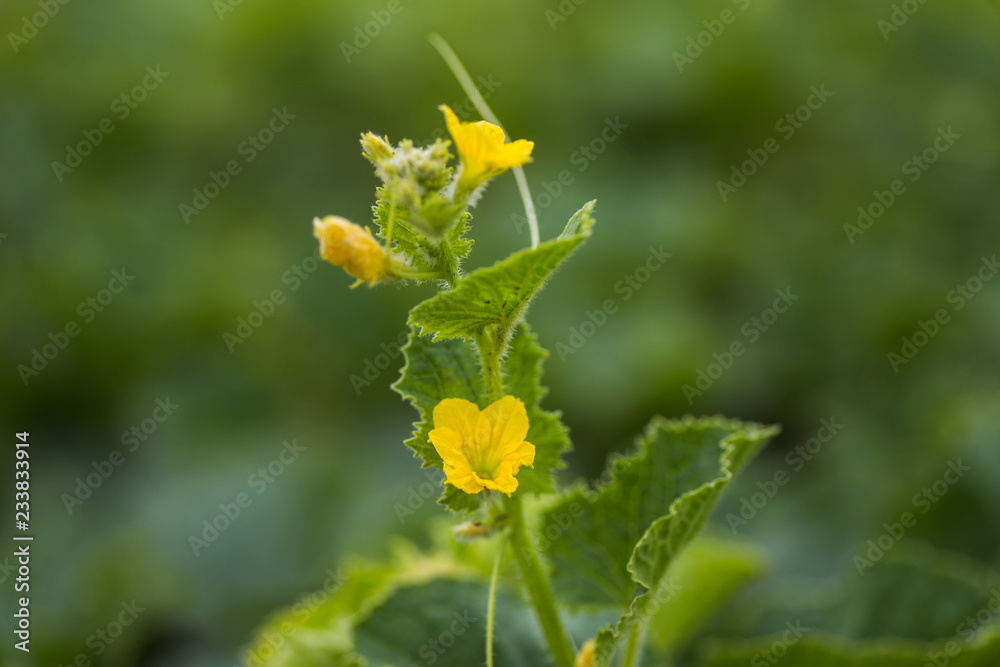 Flowers of Citrullus lanatus, watermelon growing in the garden. Future fruits. Green leaves on the stalk of a watermelon. Flowers of Citrullus lanatus, watermelon growing in the garden. Future fruits. Green leaves on the stalk of a watermelon.