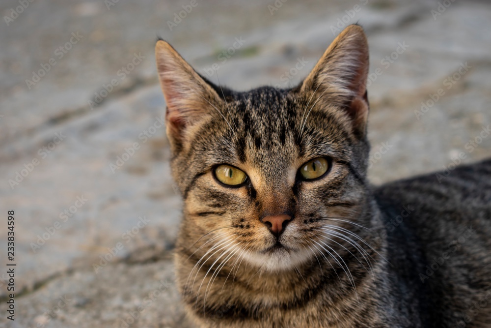 Angry Cat. Angry Cat.