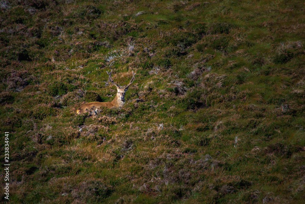 Lone buck deer with antlers lying in field Lone buck deer with antlers lying in field