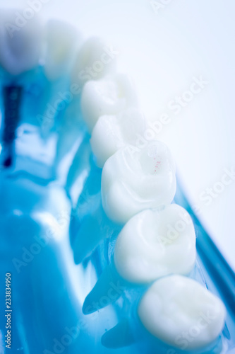 Dentist dental teeth model