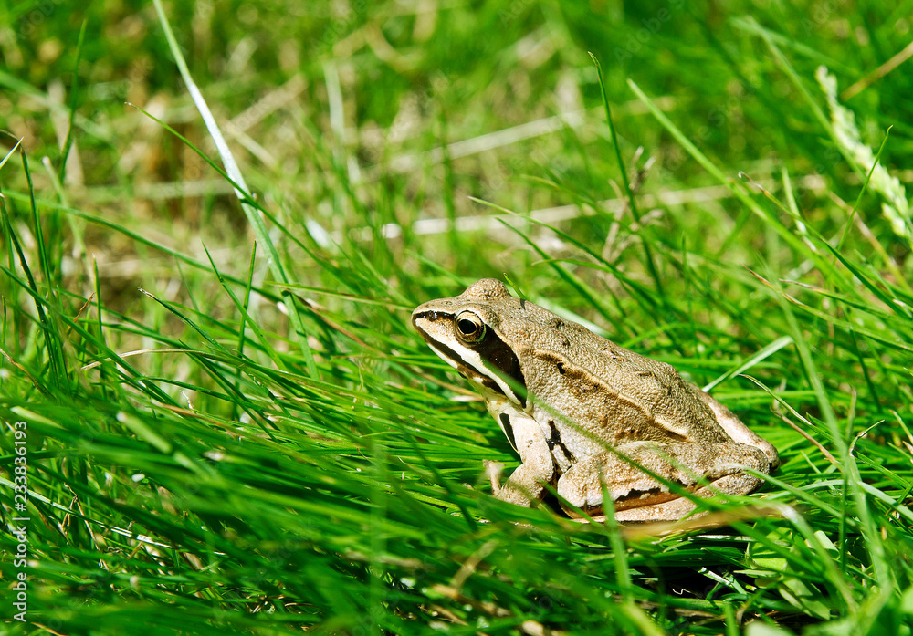 frog in the grass frog in the grass