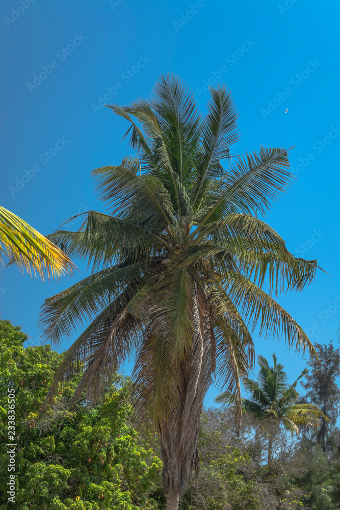 Detailed view of palm tree on the island of Mussulo, Luanda, Angola