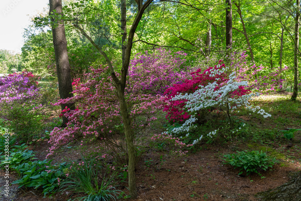 Fototapeta premium floral park