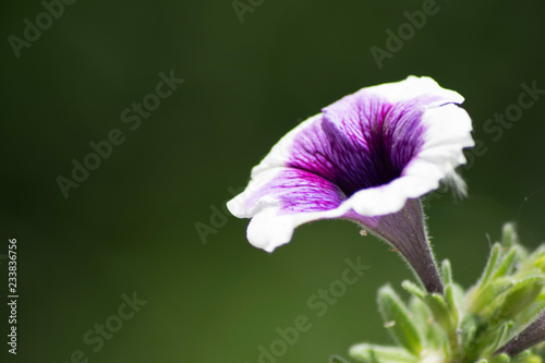 purple flower
