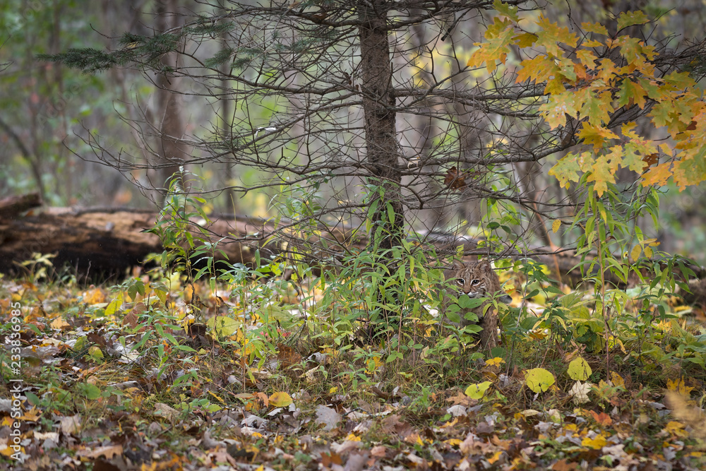 Fototapeta premium Bobcat (Lynx rufus) Camoflauged w jesiennym środowisku