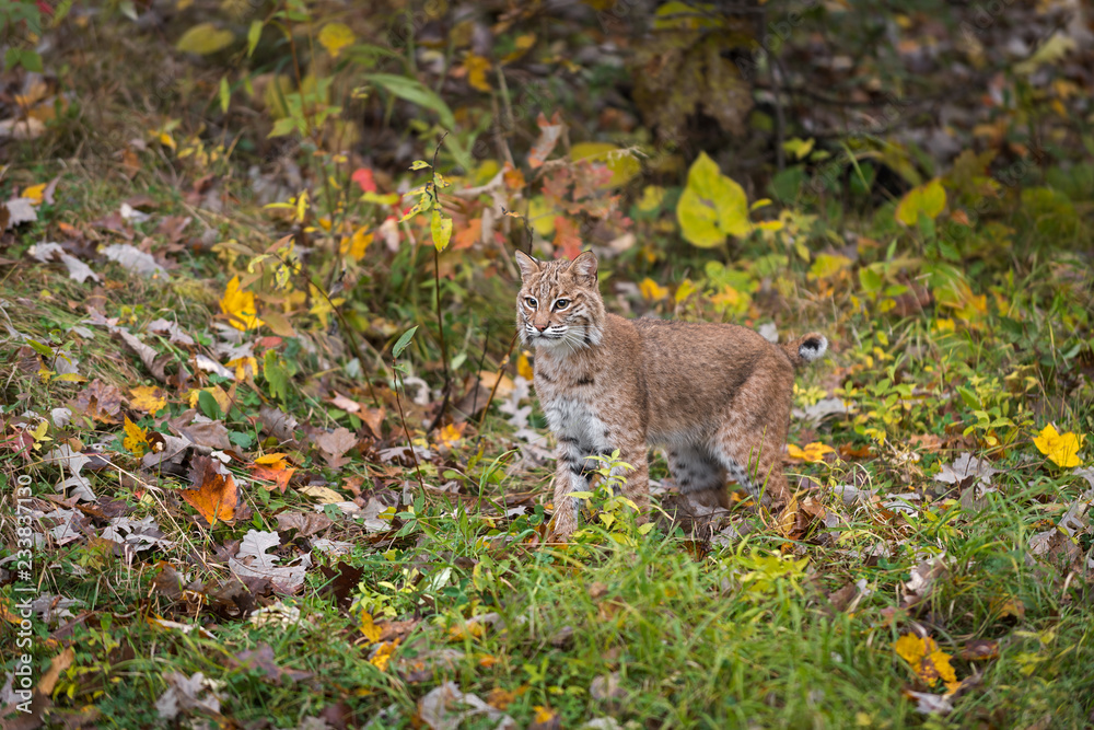Obraz premium Bobcat (Lynx rufus) wyróżnia się spoglądając z jesiennego otoczenia
