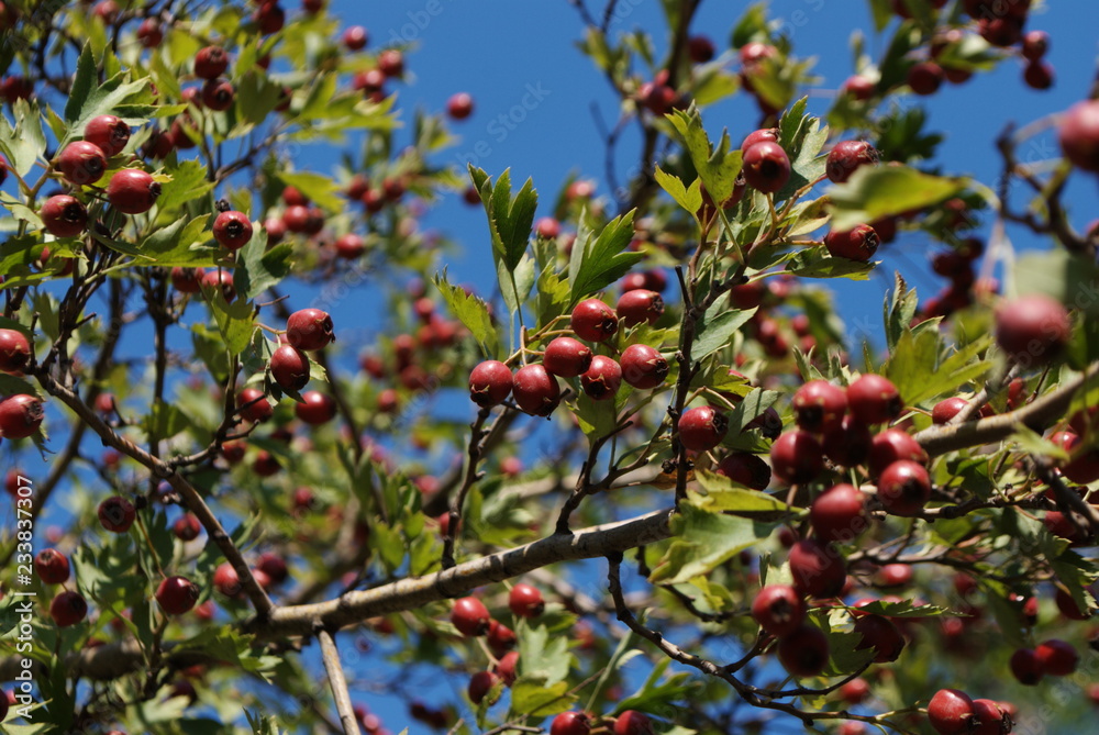 Bunch of berries on branch on sunny day