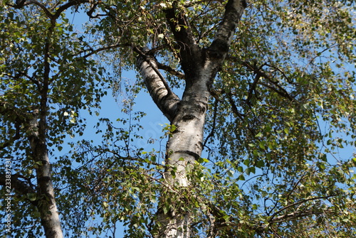 Beautiful birch with green leaves on a sunny day against a blue sky