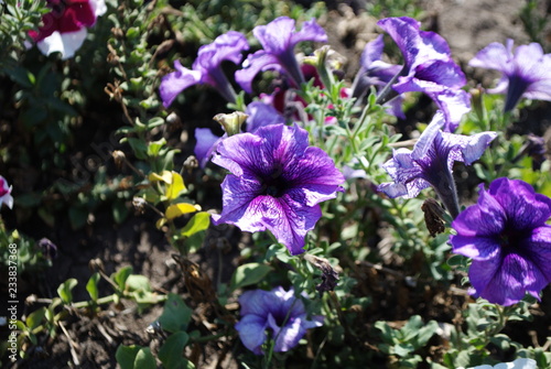 Beautiful petunia flowers. Floral Detail Background Image