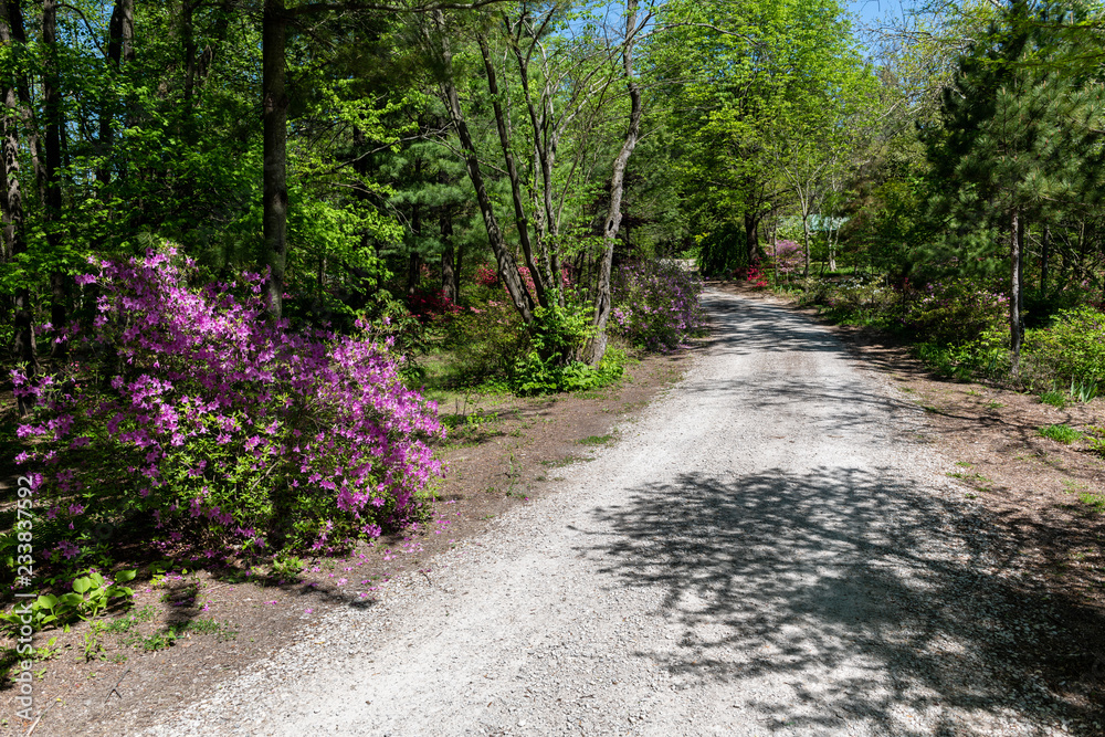 Fototapeta premium floral park