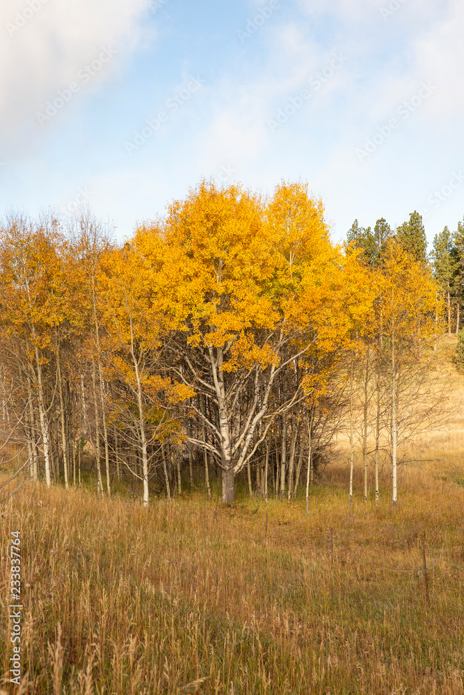 Aspen and Birch turning golden in the Autumn Aspen and Birch turning golden in the Autumn