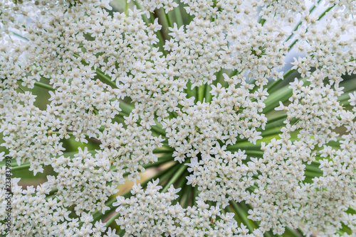 Seed of Giant Hogweed, top view, blooming, early summer. Dangerous plant, sap of it causes phytophotodermatitis in humans, resulting in blisters and long-lasting scars photo