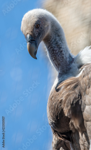 Griffon vulture © Jason