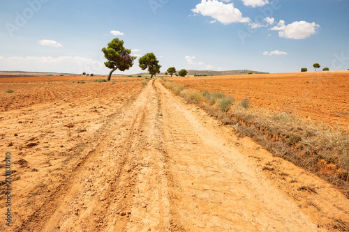 Camino de Chinchilla path between Hoya Gonzalo and Chinchilla de Monte Aragon, province of Albacete, Castilla La Mancha, Spain photo