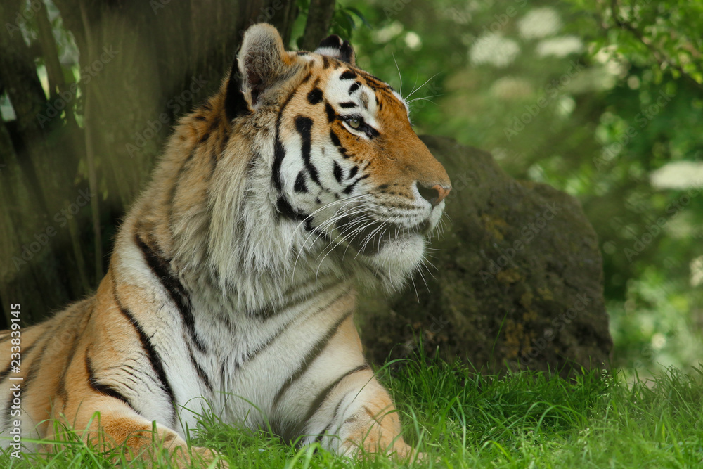 A side view of a tiger in a zoo A side view of a tiger in a zoo