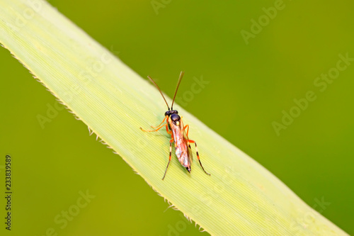 ichneumon wasp on green leaf in the wild