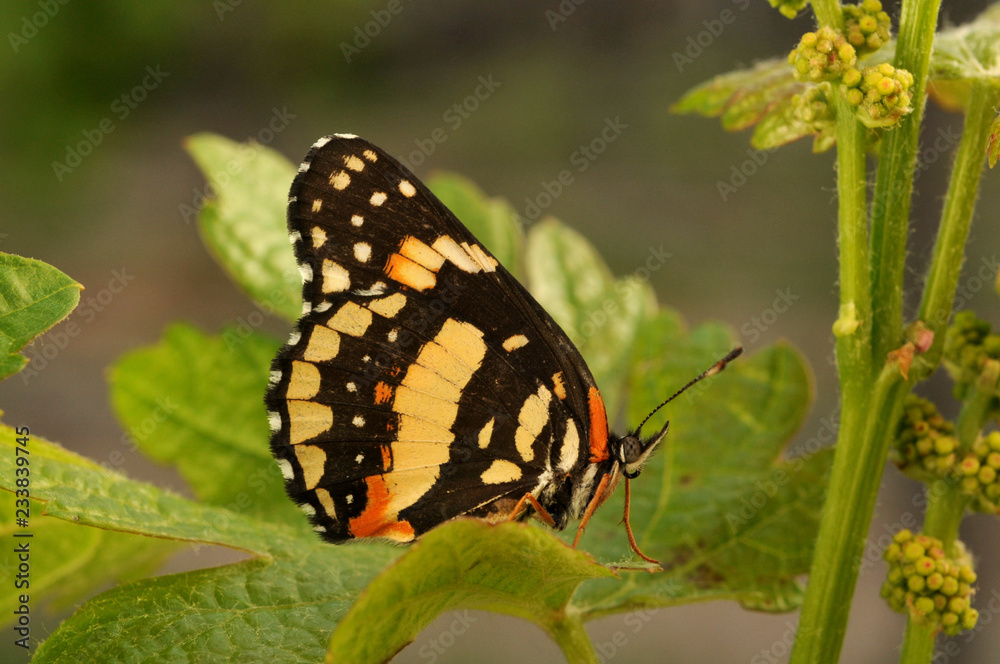 mariposa en hoja de vid mariposa en hoja de vid