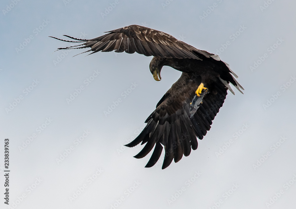 Obraz premium White tailed eagle with fish