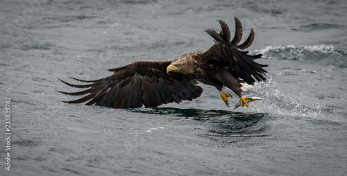 White tailed eagle with fish
