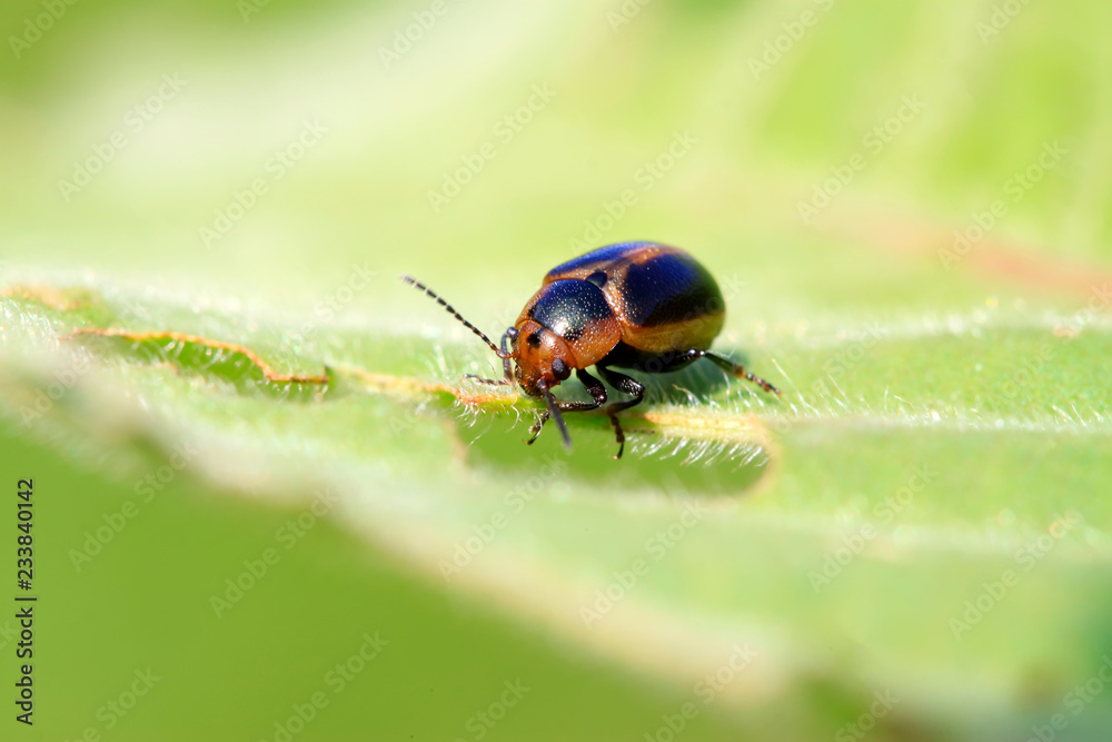 beetle on green leaf beetle on green leaf
