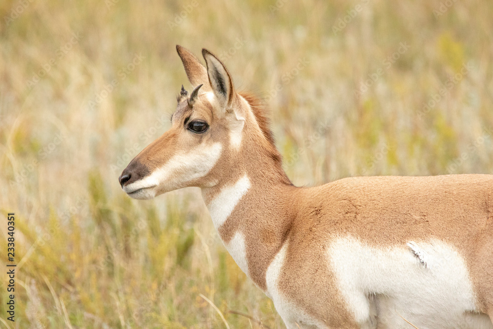 Pronghorn Antelope in the grasslands of South Dakota Pronghorn Antelope in the grasslands of South Dakota