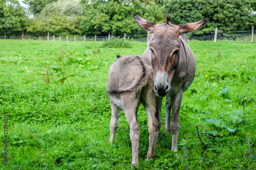 Donkey and foal in a field