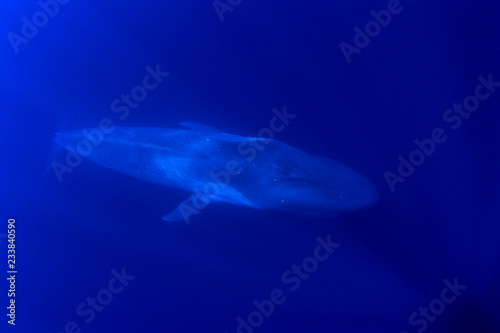 Pygmy Blue Whale 