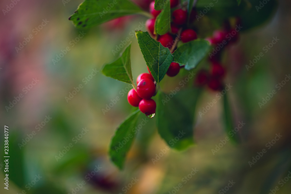 red chokeberries on a branch. holiday card.