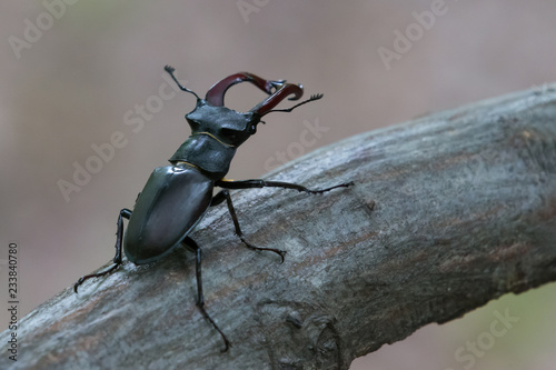 Stag beetle, Lucanus cervus, the largest beetle in Europe
