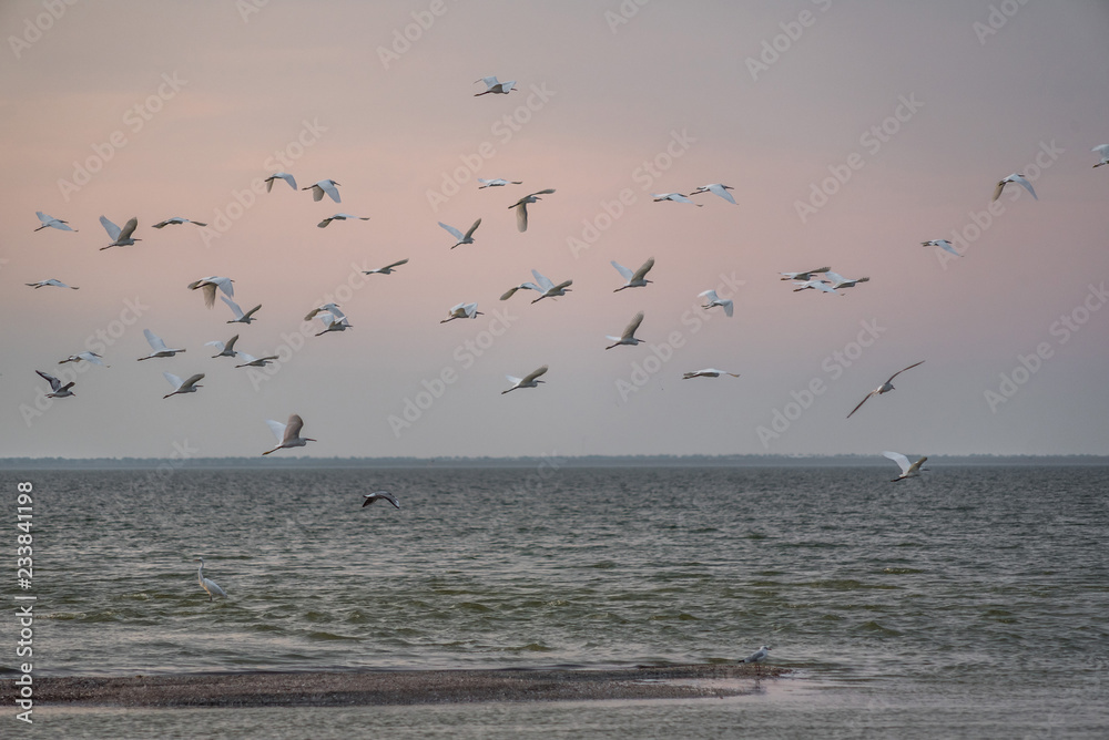 Egrets fly over water in a nature reserve. Egrets fly over water in a nature reserve.