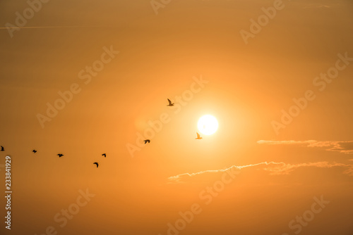Birds fly against the sky