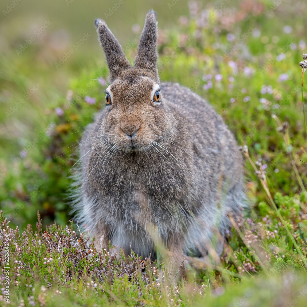 Fototapeta premium mountain hare