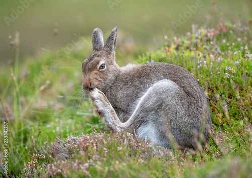 mountain hare