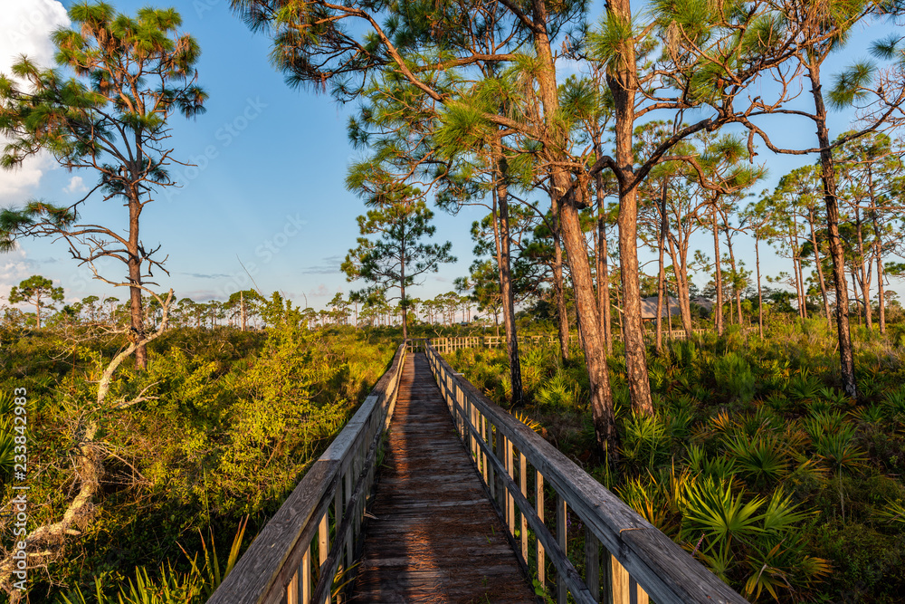 swamp trail