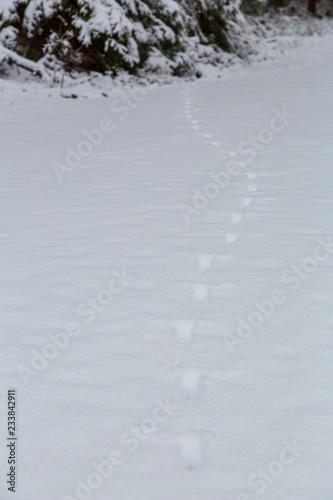 Tassavtryck på snötäckt mark i skogen photo