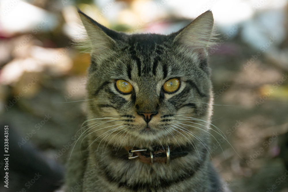 felino felino
