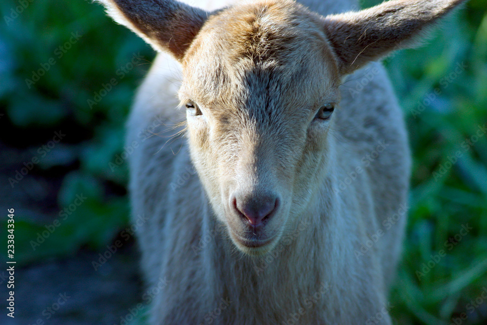 White baby goat looking at the photocamera, close-up. White baby goat looking at the photocamera, close-up.
