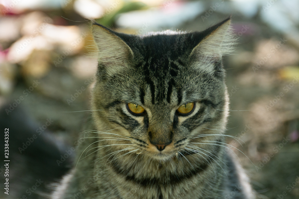 Obraz premium felino