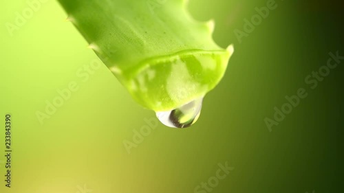 Aloe Vera gel dripping from Aloe green leaf closeup. Skincare concept. Drop of Aloevera fresh juice macro shot. Alternative medicine. 4K UHD video footage. Slow motion 3840X2160 photo