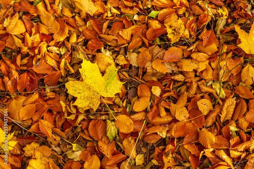 Fallna boklöv på hösten