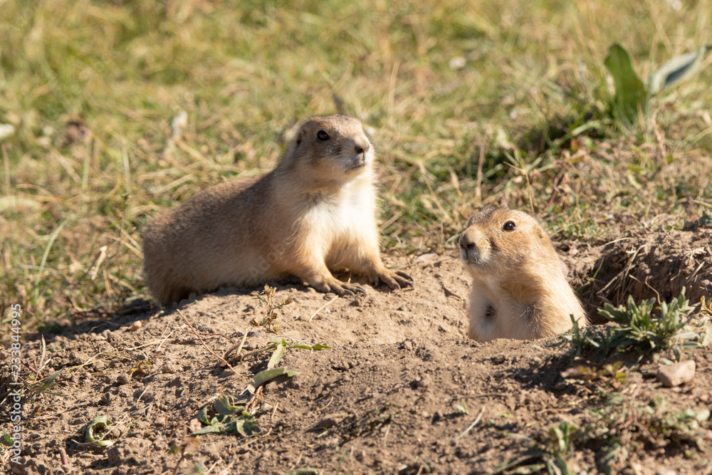 Prairie Dogs are one of the most prolific rodents of South Dakota Prairie Dogs are one of the most prolific rodents of South Dakota