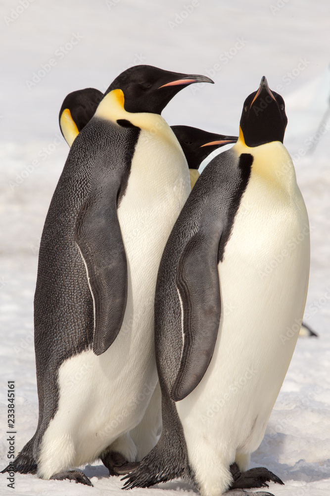 Fototapeta premium Snow Hill Emperor Penguin Colony, October 2018.