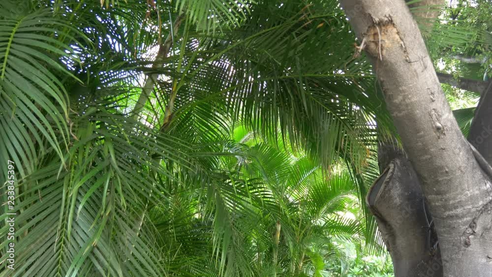 Large green tropical plant under sunlight in jungle in 4k slow motion 60fps Large green tropical plant under sunlight in jungle in 4k slow motion 60fps