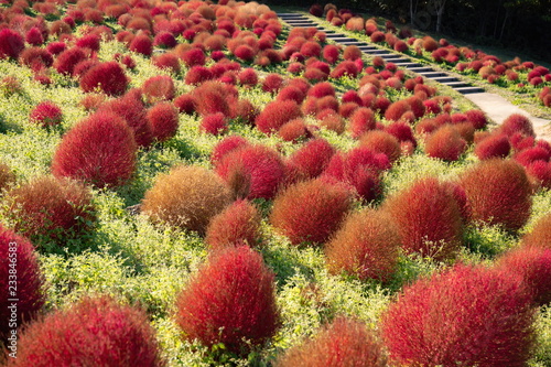 Red kochia field at autumn ,Shikoku,Japan photo