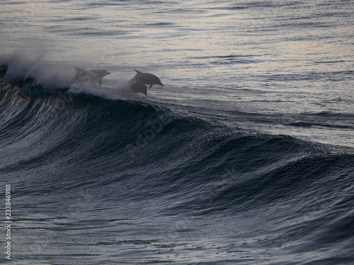 Canvas Print Dolphins Playing in Waves