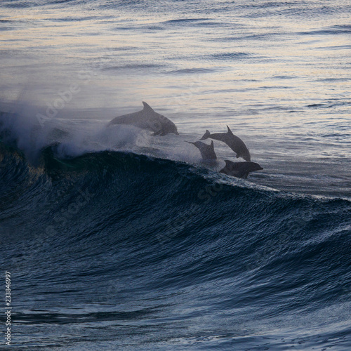 Photography Dolphins Playing in Waves